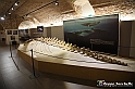 VBS_9127 - Museo Paleontologico - Asti